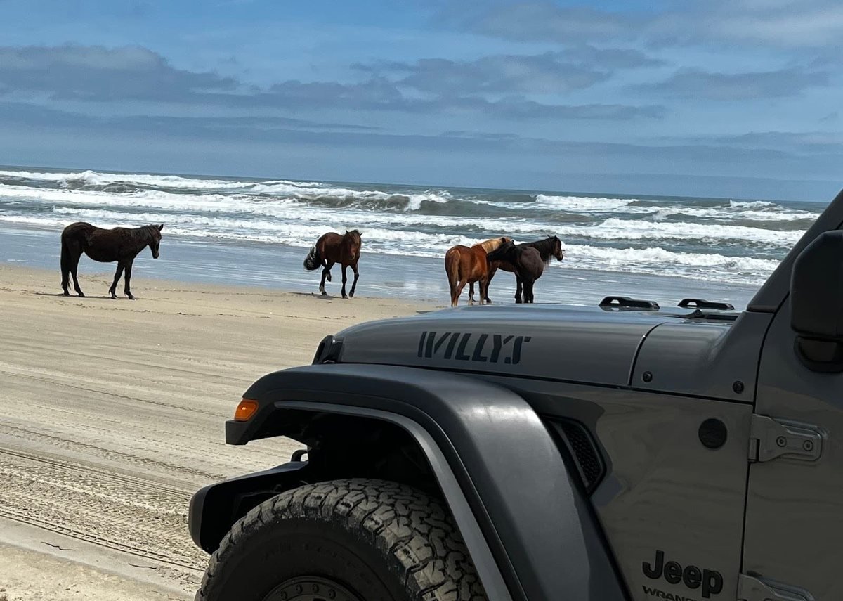 A gray Beach4x4 Jeep Wrangler Willys stopped on the Carova 4x4 beach while wild horses walk along the surf